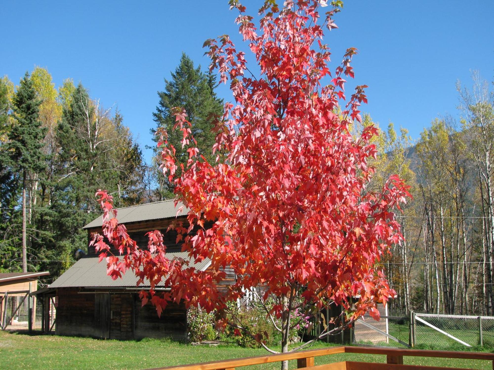 Birch Meadows Lodge B&B Fernie Eksteriør billede
